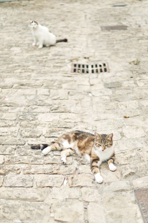 chat sur l'ile de ré - photographe la rochelle ile de ré